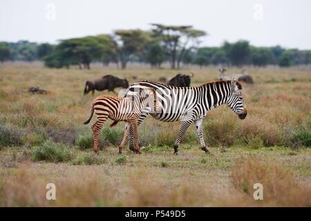 Ebenen zebras Stockfoto