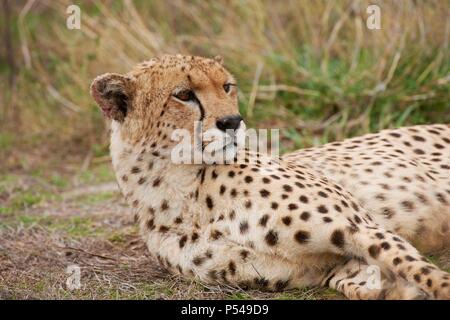 Gepard Stockfoto