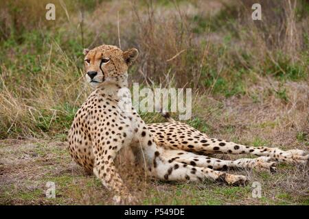 Gepard Stockfoto