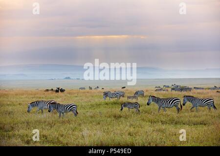 Ebenen zebras Stockfoto