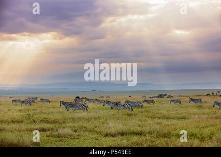 Ebenen zebras Stockfoto