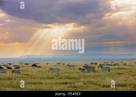 Ebenen zebras Stockfoto