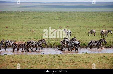 Ebenen zebras Stockfoto