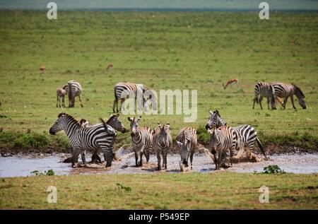 Ebenen zebras Stockfoto