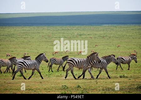 Ebenen zebras Stockfoto