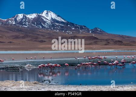 Puna Flamingos Stockfoto