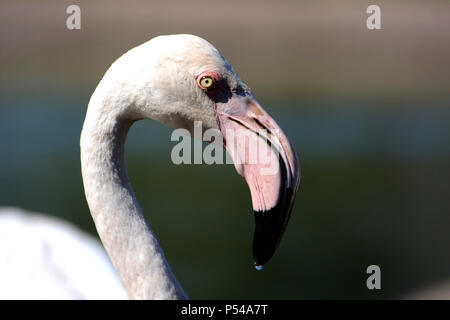 Flamingo Stockfoto