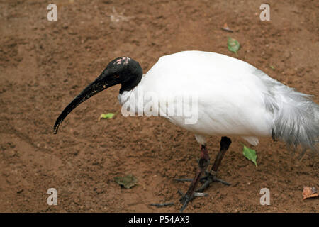 Eine Schwarze oder Oriental White Ibis, Threskiornis melanocephalus, Cape May County Zoo, NJ, USA Stockfoto