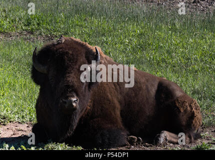 Männliche amerikanische Bisons in Gras ausruhen, in die Kamera schaut. Er ist Shedding seinen Wintermantel. Ein Vogel steht auf dem Kopf des Bisons. Stockfoto