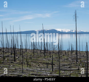 Eine ruhige Yellowstone Lake mit Schnee bedeckte Berge im Hintergrund und ständigen tote Bäume von einem Waldbrand in den Vordergrund. Stockfoto