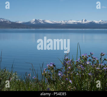 Yellowstone Lake mit lila Wildblumen im Vordergrund und die schneebedeckten Berge der Absaroka Bergkette im Hintergrund. Photographe Stockfoto