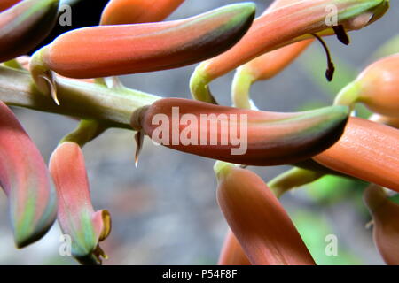 Aloe vera Blumen, Asphodelaceae Stockfoto