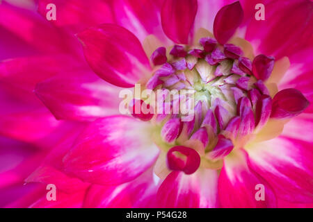 Licht rote Dahlie Blume für Hintergrund. Stockfoto