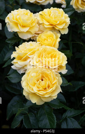Rosa 'Golden Smiles'/Frykeyno. Rosa 'Happy Goldene Hochzeit". Floribunda rose. Großbritannien Stockfoto
