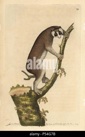 Langsamen lemur oder Rot slender Loris, Loris tardigradus (Lemur tardigradus). Endstück - weniger Loris native auf Ceylon (Sri Lanka), eine Kante Säugetier (evolutionär Unterschiedliche und weltweit gefährdeten). Abbildung unterzeichnet N (gezeichnet und von Friedrich Nodder eingraviert). Papierkörbe Kupferstich von George Shaw und Frederick nodder's 'Verschiedenes' 1790 der Naturforscher. Frederick Polydore Nodder (17511801?) war ein begnadeter Natural history Artist und Graveur. Nodder seine Zeichenkunst arbeiten an Captain Cook und Joseph Banks' Florilegium und Gravur Sydney Parkinson Skizzen der Australischen Pflanze geschliffen Stockfoto