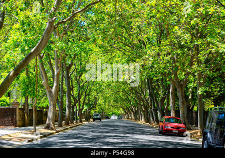 Fahren unter schönen Baum Vordach entlang der malerischen Victoria Avenue, unley Park. Stockfoto