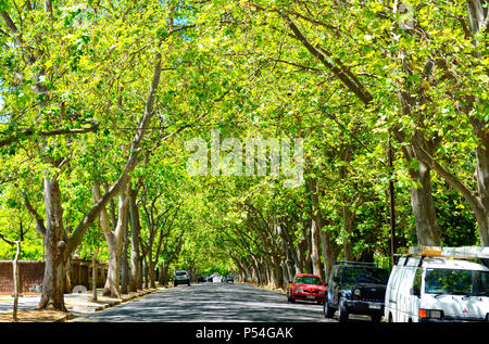 Fahren unter schönen Baum Vordach entlang der malerischen Victoria Avenue, unley Park. Stockfoto