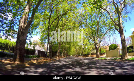 Fahrzeug POV, unter schönen Baumkronen entlang der malerischen Victoria Avenue fahren, unley Park. Stockfoto