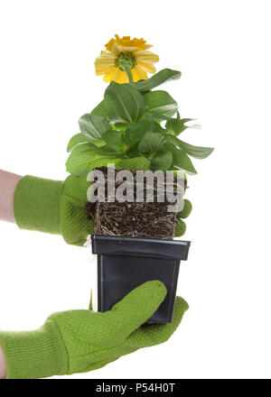 Behandschuhten Händen hält Topfpflanzen marigold Flower rootbound isoliert auf Weiss. Wurzel gebunden bezieht sich auf Pflanzen Wurzeln wachsen und der Topf, den Halt Stockfoto