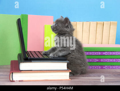 Eine flauschige niedliche kleine Kätzchen neben einem kleinen Laptop auf dem Schreibtisch der Bücher mit Bücher hinter, Holzboden, blaue Wand Hintergrund sitzen. Pfoten Stockfoto