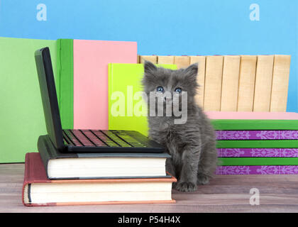 Eine flauschige niedliche kleine Kätzchen neben einem kleinen Laptop auf dem Schreibtisch der Bücher mit Bücher hinter, Holzboden, blaue Wand Hintergrund sitzen. Looki Stockfoto