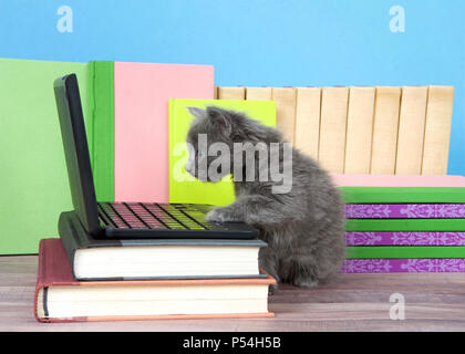 Eine flauschige niedliche kleine Kätzchen neben einem kleinen Laptop auf dem Schreibtisch der Bücher mit Bücher hinter, Holzboden, blaue Wand Hintergrund sitzen. Paw o Stockfoto