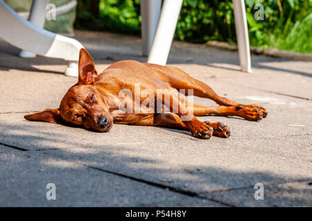 Zwergpinscher ruht auf dem Bürgersteig im Sommer Wärme Stockfoto