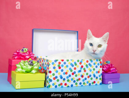 Adorable white Medium behaarten Katze mit Heterochromia, odd-eyed, Verlegung in ein Geburtstagsgeschenk umgeben von bunten präsentiert sich auf der blauen Fläche rosa Hinterg Stockfoto