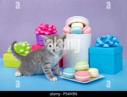 Tiny tabby Kitten grau und weiß gefärbt, die an einem Cookie Jar explodierende mit Macaron Cookies, mehr auf eine quadratische Platte umgeben von bunten bi Stockfoto