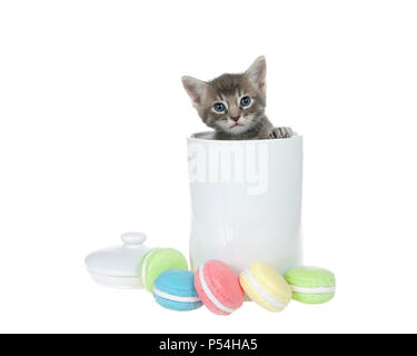 Kleine graue und cremefarbenen tabby Kätzchen aus weißem Porzellan Cookie Jar Pfoten an der Seite von Jar peaking auf Viewer. Macaron Cookies vor Stockfoto