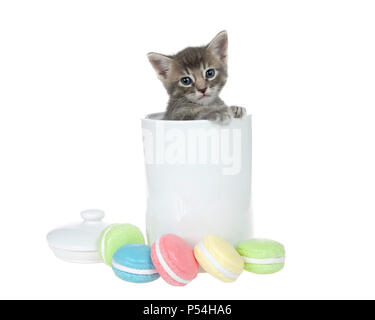 Kleine graue und cremefarbenen tabby Kätzchen aus weißem Porzellan Cookie Jar Pfoten an der Seite von Jar peaking auf Viewer. Macaron Cookies vor Stockfoto