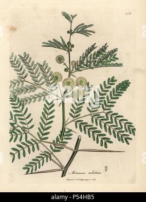 Gummi arabicum Baum, Acacia Nilotica. Papierkörbe Kupferstich aus botanischer Illustration von James Sowerby von William Woodville und Sir William Jackson Hooker 'Medizinische Botanik, 'John Bohn, London, 1832. Der unermüdliche Sowerby (1757-1822) zog sich über 2 500 Pflanzen für Smith's Mammoth' Englisch Botanik" (1790-1814) und 440 Pilze für 'bunten Figuren der Englischen Pilze" (1797) unter vielen anderen Werken. Stockfoto