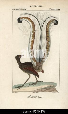 Hervorragende Leierschwanz-vogels, Menura novaehollandiae. Papierkörbe Kupferstich Walze Gravur von Dumont de Sainte-Croix 'dictionary für Naturwissenschaften: Ornithologie", Paris, Frankreich, 1816-1830. Illustration von J. G. Pretre, gestochen von Massard, unter der Regie von Pierre Jean-Francois Turpin, und veröffentlicht von F.G. Levrault. Jean Gabriel Pretre (17801845) war Maler der Naturgeschichte an der Kaiserin Josephine Zoo und wurde später Künstler im Museum für Naturkunde. Turpin (1775-1840) ist einer der größten französischen botanische Illustratoren des 19. Jahrhunderts angesehen. Stockfoto