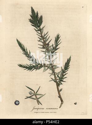 Niederlassung und Beeren der gemeinsamen Wacholder, Juniperus communis. Papierkörbe Kupferstich aus botanischer Illustration von James Sowerby von William Woodville und Sir William Jackson Hooker 'Medizinische Botanik' 1832. Der unermüdliche Sowerby (1757-1822) zog über 2.500 Anlagen für Smith's Mammoth' Englisch Botanik" (1790-1814) und 440 Pilze für 'bunten Figuren der Englischen Pilze" (1797) unter vielen anderen Werken. Stockfoto