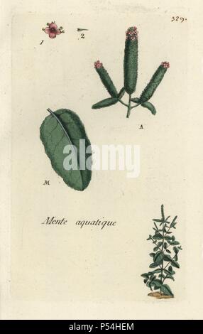 Ägyptische Minze Mentha rotundifolia. Papierkörbe botanischen ausgearbeitet und von Pierre Bulliard aus seinem eigenen 'Flora Parisiensis graviert", 1776, Paris, S. F. Didot. Pierre Bulliard (1752-1793) war ein berühmter französischer Botaniker die drei-Farben-platte Drucktechnik. Seine Einführung in die Blüten der Pariser 640 Pflanzen. Stockfoto