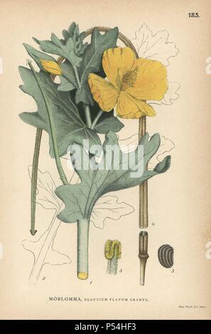 Gelben gehörnten Mohn, Glaucium flavum. Chromolithograph von Carl Lindman's 'Bilder ur Nordens Flora" (Bilder von Northern Flora), Stockholm, Wahlström & Widstrand, 1905. Lindman (1856-1928) war Professor für Botanik an der Schwedische Naturkundemuseum (Naturhistoriska Riksmuseet). Die chromolithographs wurden auf der Grundlage von Johan Wilhelm Palmstruch 'Svensk Botanik' (1802-1843). Stockfoto