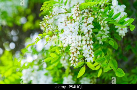 Robinia pseudoacacia, allgemein bekannt als schwarze Heuschrecke. Weiße Blumen auf Zweig Stockfoto