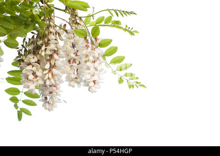 Weiße Blumen auf Zweig von Robinia pseudoacacia oder Robinien auf weißem Hintergrund Stockfoto