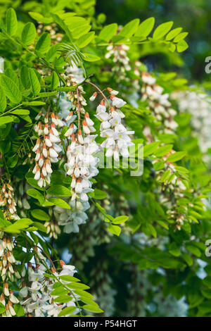 Robinia pseudoacacia in voller Blüte, häufig in seiner nativen Gebiet bekannt als Robinie Stockfoto