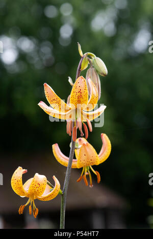 Lilium martagon 'Hansonii'. Hanson Lilys Blumen. Der japanischen turk-cap Lily. Selektive konzentrieren. Stockfoto