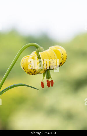 Lilium pyrenaicum. Der gelbe Turk cap Lilie Blume. Selektive konzentrieren. Stockfoto