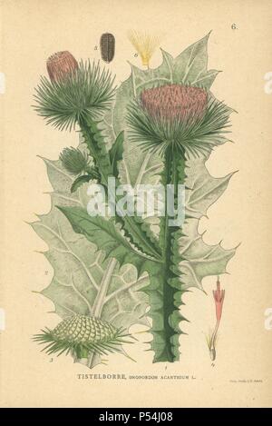 Baumwolle Distel, Onopordon acanthium. Chromolithograph von Carl Lindman's 'Bilder ur Nordens Flora" (Bilder von Northern Flora), Stockholm, Wahlström & Widstrand, 1905. Lindman (1856-1928) war Professor für Botanik an der Schwedische Naturkundemuseum (Naturhistoriska Riksmuseet). Die chromolithographs wurden auf der Grundlage von Johan Wilhelm Palmstruch 'Svensk Botanik' (1802-1843). Stockfoto