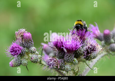 Ein Cluster von Violett thistle Blumen, eine Biene besuche eine der Blumen. Stockfoto