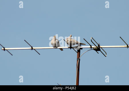 Das Sitzen auf einer Antenne, einem männlichen Taube Gerichte eine weibliche Taube. Er wurde abgelehnt. Stockfoto