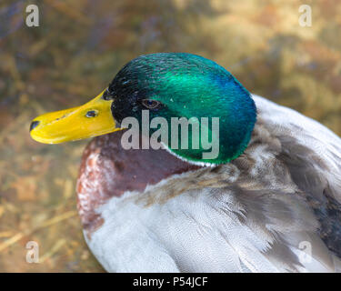 Nahaufnahme Seite Blick auf männliche Stockente (Anas platyrhynchos) Kopf und Schultern Stockfoto