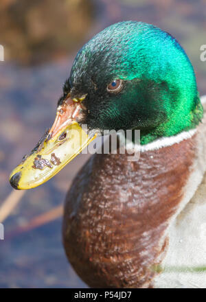 Nahaufnahme Seite Blick auf männliche Stockente (Anas platyrhynchos) Kopf und Schultern Stockfoto