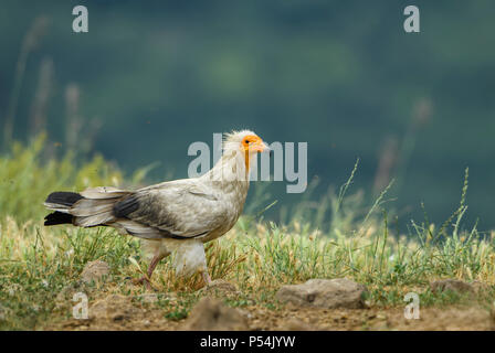 Schmutzgeier Neophron percnopterus, gefährdete - Weiß Gelb vorangegangen Geier aus dem südlichen Europa, Asien und Afrika. Stockfoto