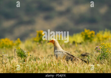 Schmutzgeier Neophron percnopterus, gefährdete - Weiß Gelb vorangegangen Geier aus dem südlichen Europa, Asien und Afrika. Stockfoto