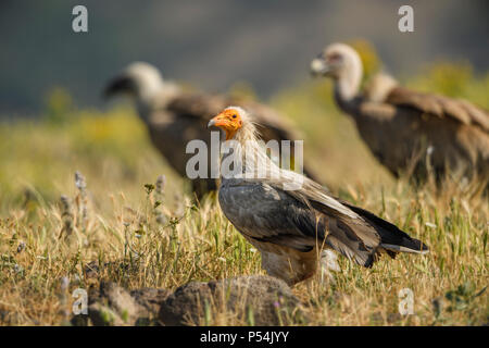 Schmutzgeier Neophron percnopterus, gefährdete - Weiß Gelb vorangegangen Geier aus dem südlichen Europa, Asien und Afrika. Stockfoto