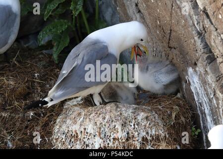 Schwarz-legged Dreizehenmöwen Stockfoto